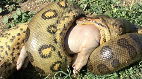 Crazy Anaconda Eat Pigㅣwild Animal Attacksㅣ한 입에 집어삼키는 아나콘다의 위엄 Youtube