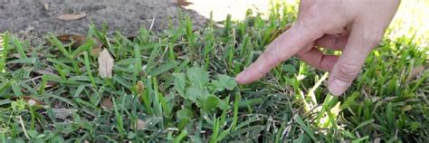 Broadleaf Weed Control How To Get Rid Of Broadleaf Weeds Solutions