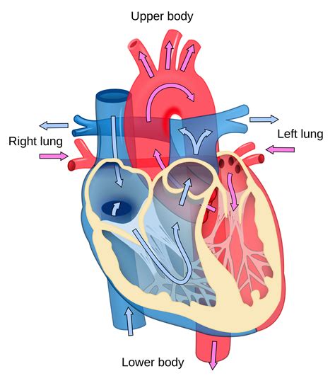 Free Free Svg Heart Vessel 907 SVG PNG EPS DXF File