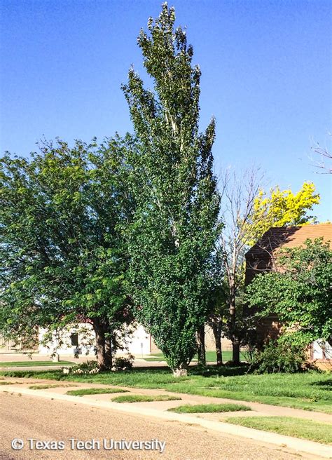 Lombardy Poplar Black Poplar Italian Poplar Plant Resources Home Ttu