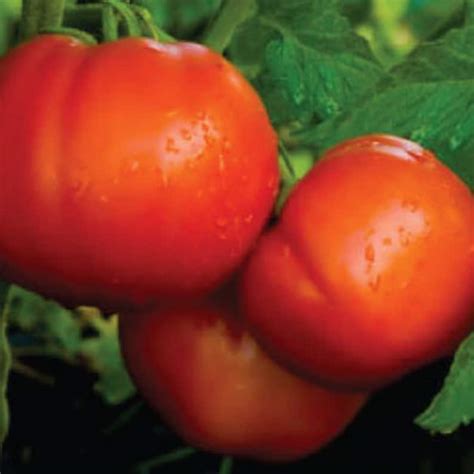 Usa Seller Celebrity Tomato 25 Seeds Hybrid Etsy