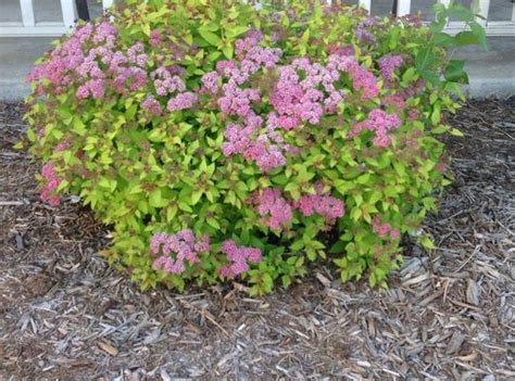 They are primarily represented by the varieties. How to Rejuvenate Prune Spirea Shrubs: Flowers Yard ...