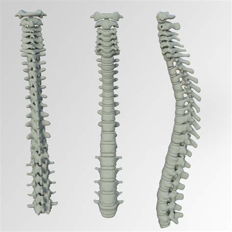 Spinal Column Free Stock Photo Public Domain Pictures