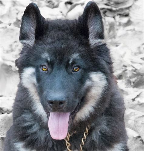 American Alsatian Dog Breed Information And Pictures