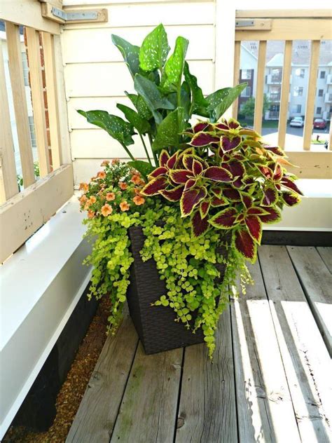 23 Best Plants For Shade Container Garden Ideas To Consider Sharonsable