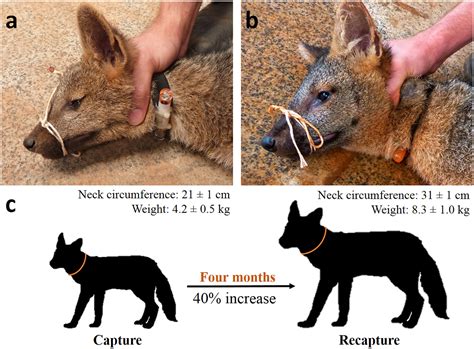 An Expandable Radio Collar For Monitoring Young Terrestrial Mammals