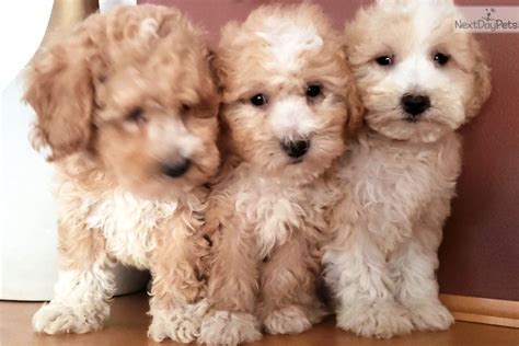 Goldichon Goldendoodle Puppy For Sale Near Madison Wisconsin