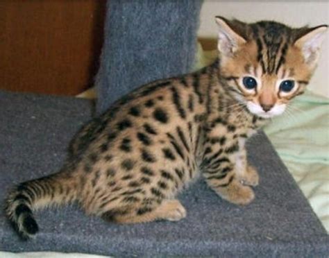 10 Most Expensive Cat Breeds In The World Durofy Business
