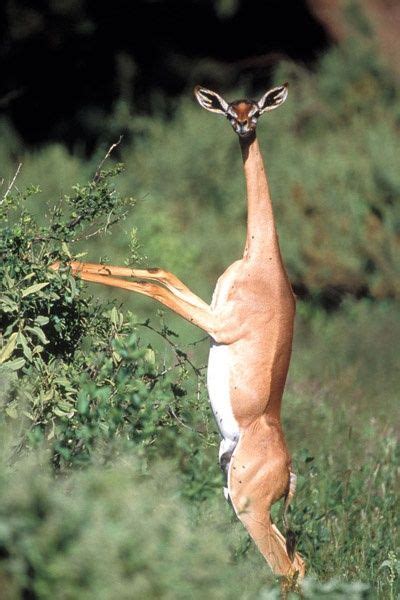 The Gerenuk A Strange African Deer Like Creature That Reaches Food