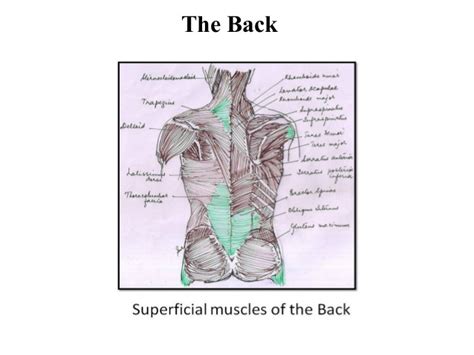 Strengthening your low back, butt and core muscles is essential to reduce low back pain. Superficial muscles of back