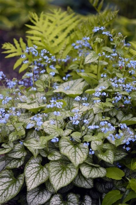 This Jack Frost Pairs Nicely With Spring Bulbs And Other Perennials