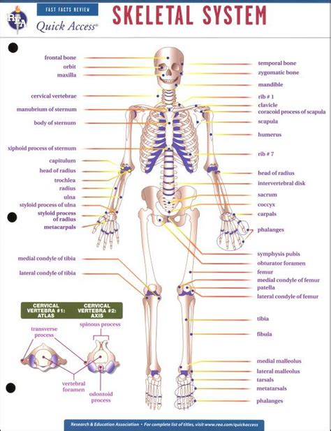 Printable Skeletal System
