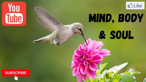 Beautiful Bird Themed Relaxation Music Session Meditation Calming Nature Sounds Youtube