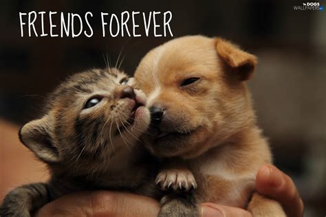 See more ideas about kittens and puppies, puppies, kittens. Friends, kitten, doggy, Puppy - Dogs wallpapers: 1600x1067