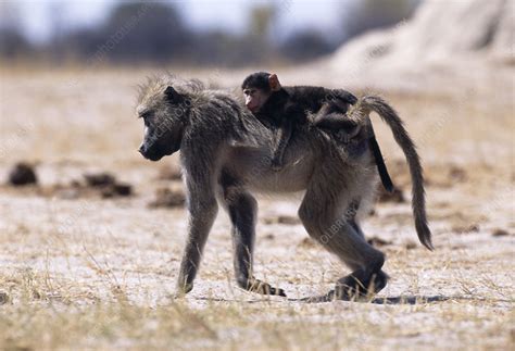 Savanna Baboon And Young Stock Image Z9100077 Science Photo Library