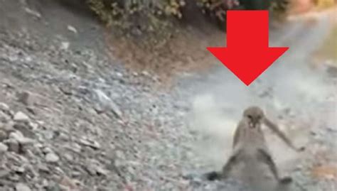 Utah Hiker Fights Cougar Trying To Attack In Viral 6 Minute Video Jordanthrilla