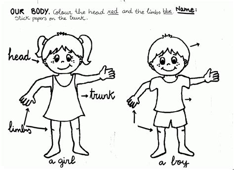 27 My Body Preschool Coloring Pages Harrumg