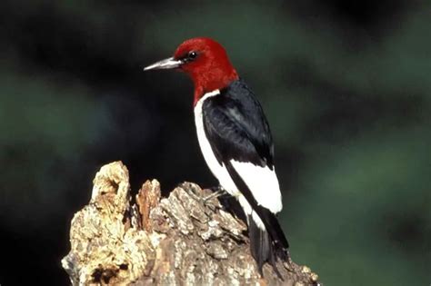 The 8 Species Of Woodpeckers In Georgia With Pictures Digital Travel
