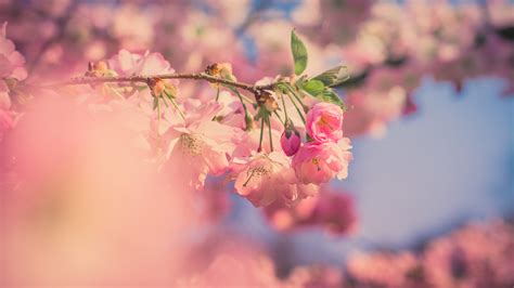 1920x1080 Pink Flowers 5k Laptop Full Hd 1080p Hd 4k Wallpapersimages