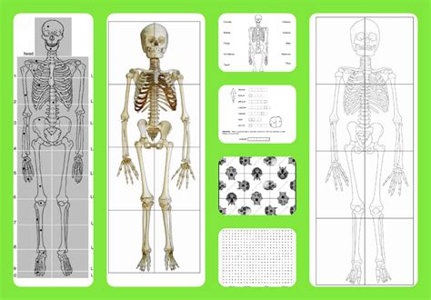10000+ results for 'anatomy crossword'. Printable Skeleton Puzzle | Printable Crossword Puzzles