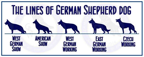 The Lines Of Gsd German Shepherd Dogs German Shepherd Breeds German