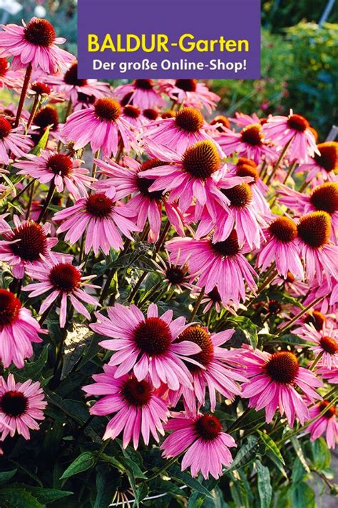 Maybe you would like to learn more about one of these? Trockenresistente Pflanzen online bestellen & kaufen bei ...