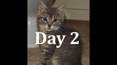 Day 2 Socializing A Feral Kitten Youtube