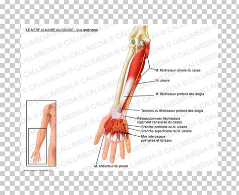 Ulnar Nerve Flexor Carpi Ulnaris Muscle Png Clipart Anatomy Arm Blood Vessel Cubital Fossa