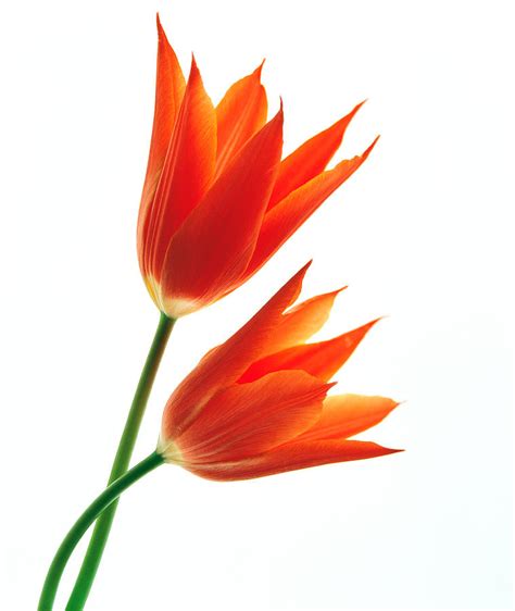 Orange Flowers Against White Background Photograph By