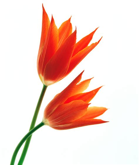 Yet my mom has beautiful pink lilies in her yard called do show them good places to put flowery colors so that they are happy with their special picture. Orange Flowers Against White Background Photograph by ...