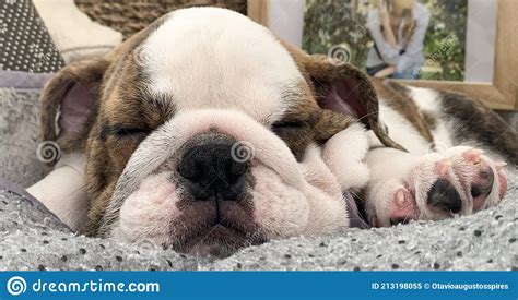 How Much Do Old English Bulldogs Sleep