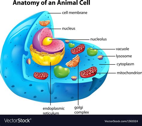 We would like to show you a description here but the site won't allow us. the anatomy of an animal cell. Download a Free Preview or ...