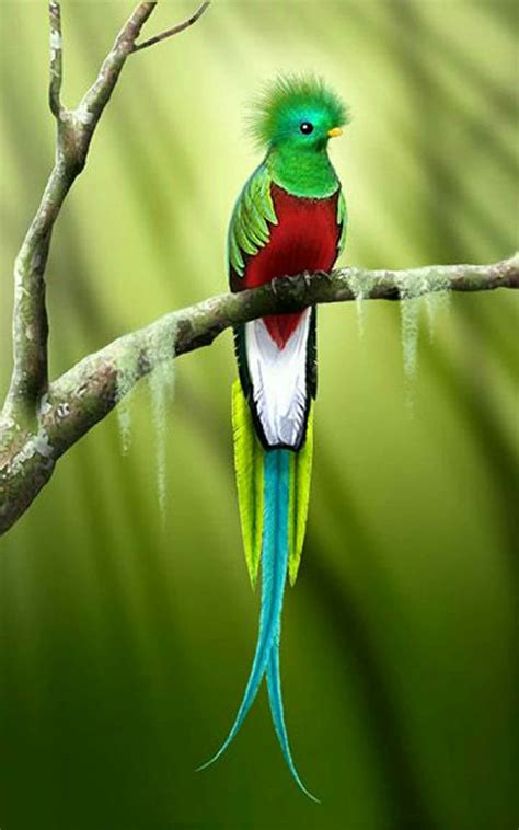 28 best quetzal bird quetzals the resplendent quetzal pharomachrus mocinno images on
