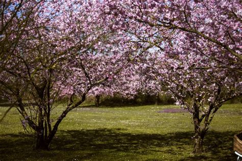 Chery Blossoms In Spring Stock Photo Image Of Spring 77381336