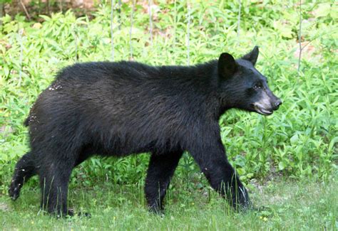 Black Bear Ursus Americanus Photo Tom Murray Photos At