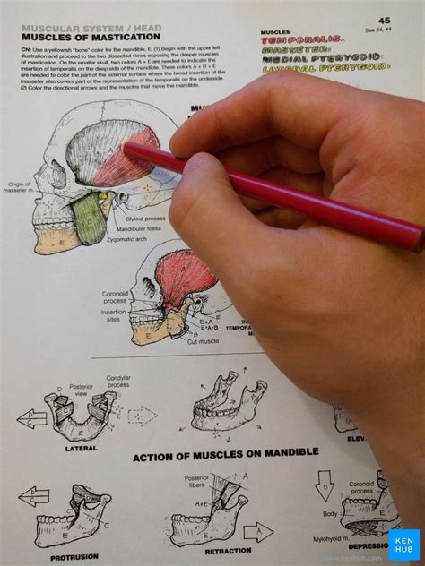 Lernen Mit Hilfe Eines Malbuches Anatomie Kenhub