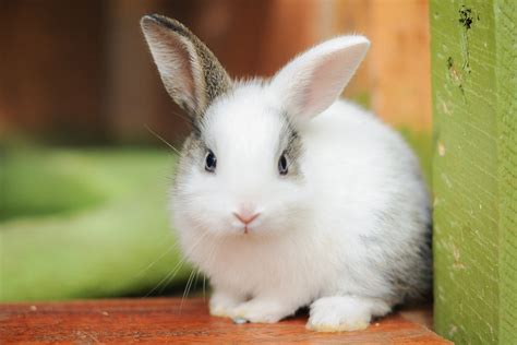 10 Cutest Bunnies Youll Want To Take Home Kitoney