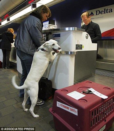 Our staff cares about your. More than HALF of pets who died during airline travel last ...