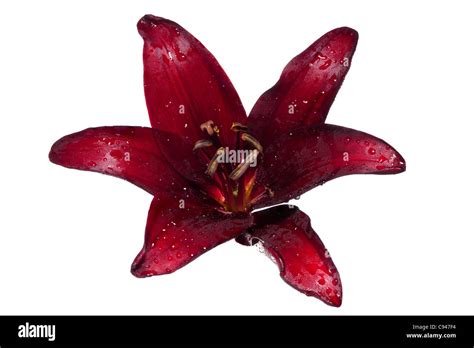 Black Asiatic Garden Lily Lilium Landini Stock Photo Alamy