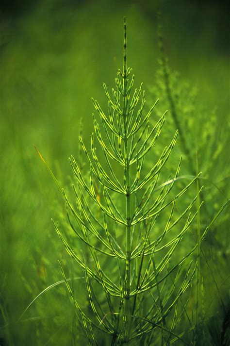 Plants & Flowers | Caithness Biodiversity Group - The Variety of Life