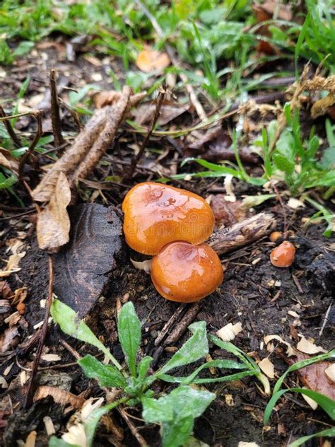 Edible Small Red Mushrooms In The Ground Near The Stump Stock Photo