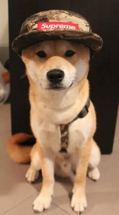 Japan Shiba Inu Petsandanimals Supreme Camo Puppy Hat