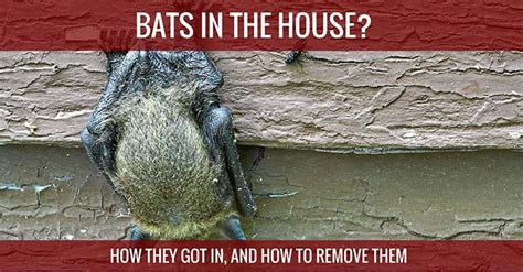 How To Dig Bat Under Existing House Home Design Ideas