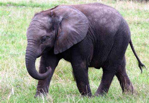 Free Photo Baby African Elephant Africa African Animals Free