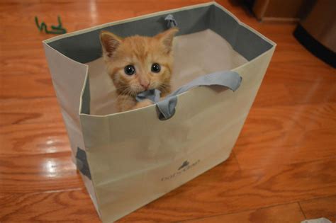 Kitty In A Bag Funny Cat Pictures Cat Pics Funny Cats