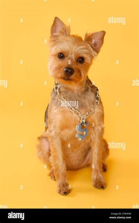 A Hip Hop Styled Yorkie Dog Wearing A Dollar Sign Necklace On Yellow