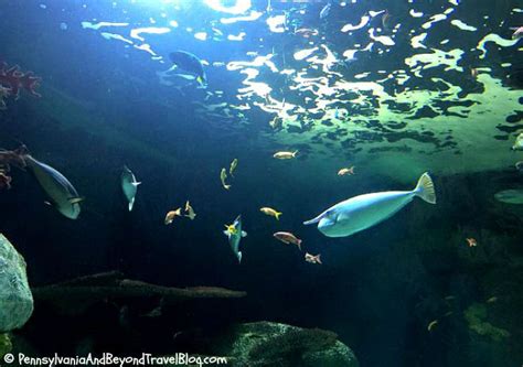 Pennsylvania And Beyond Travel Blog Visiting The Virginia Aquarium And
