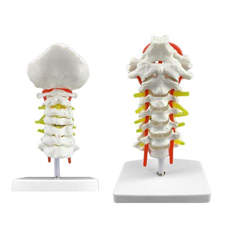 Buy FHUILI Occipital Vertebral Artery Spinal Nerves Cervical Spine