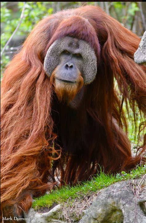 Big Male Orangutan In 2023 Male Orangutan Orangutan Great Ape