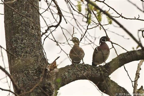 Union Bay Watch Ducks In Trees